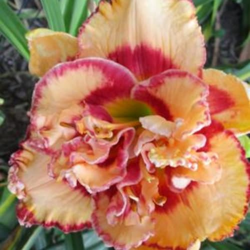 Resistente- -Decoración paisajística para terraza y jardín- Hemerocallis de raíz vertical - - /【CXXFGFT】.-5 bulbos-D