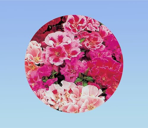 250 graines de Godetia double a fleurs d'Azalée - Clarkia - plante Annuelle