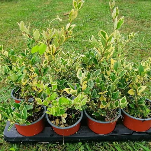 Ligustro texano variegato, 10 piante alte 20/30 cm, vaso 13