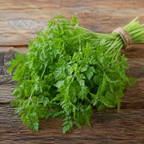 400 Semi di Cerfoglio Aromatico – Erba Aromatica per Orto e Cucina – Semi Selezionati per Coltivazione in Vaso, Balcone e Giardino – Ideale per Insalate, Salse e Piatti Gourmet – Facile da Coltivare