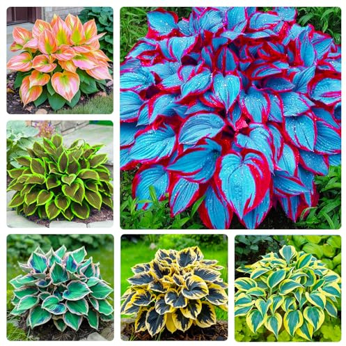 Mix Hosta Seeds-215Pcs Perennial Flower Seeds for Planting in Your Home Ganden