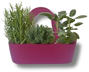 P. Piantine da Orto | Aromibag Magenta Composta da 3 Aromi: Timo, Rosmarino, Salvia, Piante Vere, Idea Regalo, Vivaio Italiano