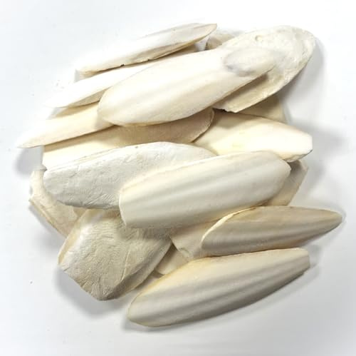 9-15cm Premium Quality Cuttlefish Bone (Pack of 1) Suitable for Cage Birds, Reptiles etc.
