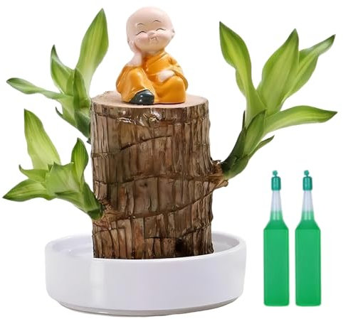 Brazil Lucky Wood with Monk Statues,Hydroponic Potted Stump Mini Plant,Lucky Brazil Wood Potted Plant,Brazilian Wood Plant,Lucky Bam/boo Plant Indoor,Wood Stump Desktop Decor,Bonsai Tree Indoor Plant