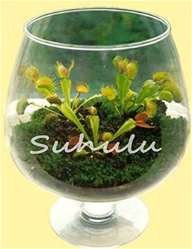 Seeds 50 Pcs Bule potted seeds Insectivorous Plant Dionaea muscipula giant clip Venus flytrap Seeds Carnivorous Plant DIY home garden: Only Seeds