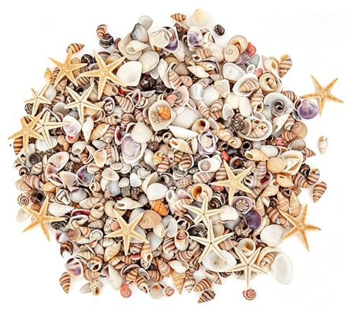 200 Stück Muscheln Deko Set Natürliche Muschel Gemischt Große und Kleine Seashells für Maritime Dekoration Deko Sand Strand und Meer Thema Party Tischdeko Vase Füllstoffe Jakobsmuscheln Shells