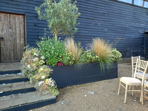 10 Mixed Winter Hardy Perennial Plants in 9cm Pots. Garden-Ready, Hardy Established Plants - Easy-to-Grow Perennials Including Shrubs, Grasses, Herbaceous, Climbers, and More