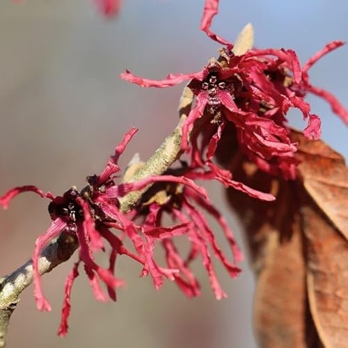Zaubernuss Diane rotlühende Hamamelis karminrote Blüten im Winter Bienenpflanze 5 Liter Topfballen