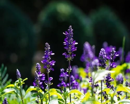 80 graines de fleurs de sauge fraîches