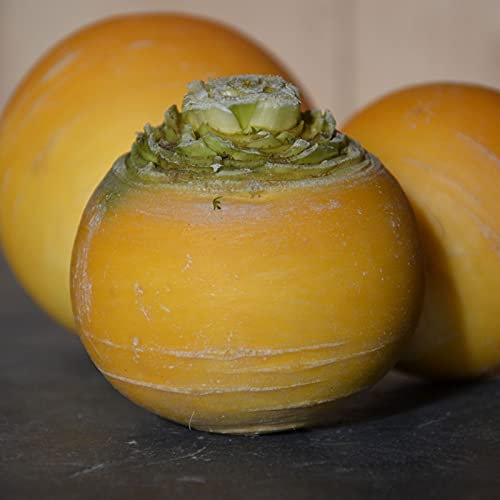 Lot de 500 Graines de Navet Jaune Boule D'Or - Variété ancienne au Gout parfumé - 100% Naturelle - Qualité Gustative - Saveur Douce et sucrée - Garantie Germination - Semences 100% Reproductibles