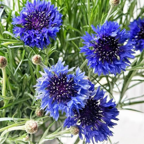 Semi di fiordaliso, perenni, resistenti tappezzabilità del terreno decorazione rara balcone 200pcs