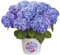 Hortensia Early Blue Natural Planta con Bonitas Flores