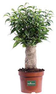 Pianta di Ficus Benjamin Natasja Bonsai da interno pianta da appartamento pianta ornamentale complemento da arredo pianta vera di Ficus Benjamin venduta da eGarden.store
