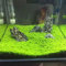 Haloppe 1 Borsa Acquario Piante Semi per la casa Giardino Piantare, Acquario Acquario Semi di piante Acquatiche Foglie verdi Tappeto Acqua Erba Decor Foglia Piccola