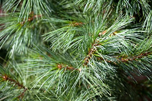 Pinus parviflora 'Schoon's Bonsai' 30–40 cm – Winterhart, Immergrün, Pflegeleicht – Japanische Kiefer – Bonsai für Schale & Gestaltung