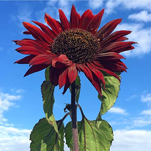 RED Giant Sunflower RED Sun 50 Seeds