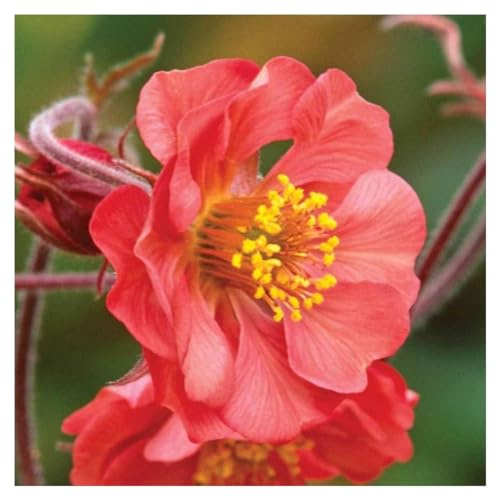 Stauden Gänge 1 x Geum rivale 'Flames of Passion‘ (Winterhart/Stauden/Staude/Mehrjährig/Immergrün) feuerroter Bach Nelkenwurz - Leidenschaftliche Blüten in feurigem Rot
