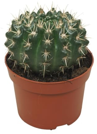 Exotenherz Kaktus - Notocactus submammulosus - Parodia - pflegeleichter Kaktus - 12cm Topf