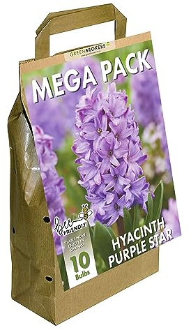 Purple Star Hyacinth Mega Bag | 10 Bulbs | Bee-Friendly | Premium Dutch Hyacinth Bulbs | Vibrant Spring Flowers | Eco-Friendly Packaging | Easy Planting Instructions Included
