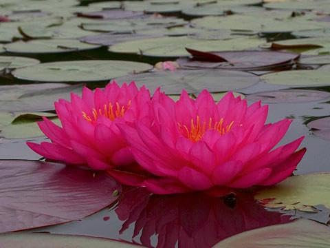 Ninfea 'Mayla' – Pianta Acquatica Viva a Radice Nuda Fiore Rosa Fucsia Intenso – Fioritura Estiva Prolungata – Per Laghetti e Stagni – Coltivata in Italia