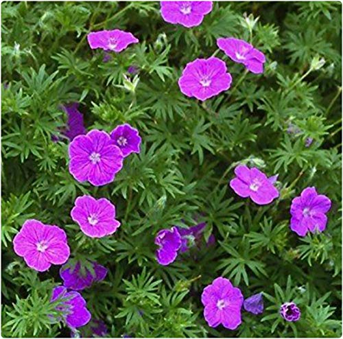 Hardy Geranium sanguineum 'Vision Violet' x 3 Large Plug Plants Hardy Perennial