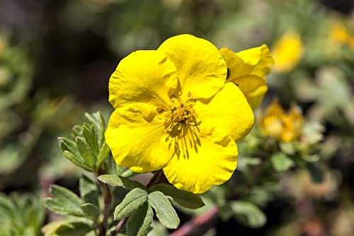 Potentilla fruticosa 'Goldteppich' 9x9 cm Topf – Winterhart, Mehrjährig, Pflegeleicht – Fingerstrauch – Bodendecker für Beet & Garten