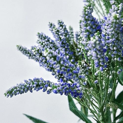 Semi di salvia, esotiche resistenti Semi di Salvia japonica, semi di giardino 250pcs