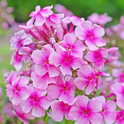 Phlox paniculata Pink Eye Flame Hardy Perennial 1 Litre Potted Plant by Thompson and Morgan (1)