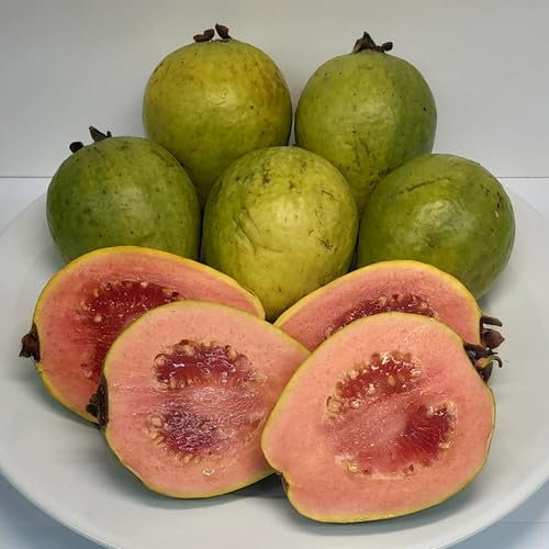 Plant World Seeds - Guava Pink Seeds (Tropical Fruit Seeds)