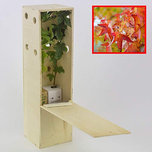 Liquidambar - Arbolito de Pequeño Tamaño en Caja de Madera - Alveolo Forestal (2 unidades)