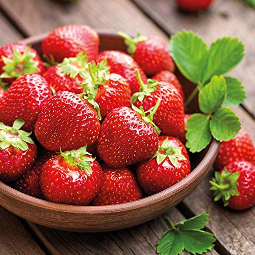 Strawberry Florence (Late Season) 20 x Bare Roots by Thompson and Morgan (24)