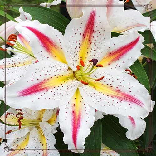 Lily Bulbs for Planting Now UK Mix Golden Jade Carving Feels Perfect UK Now Perennial Strong Plants That Grow Well