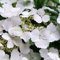 Carbeth Plants Hydrangea Cloud Nine 1 x 9cm Pot - Compact Hardy Deciduous Summer to Autumn Flowering Shrub - Pollinator Friendly Outdoor Garden Ready Plant for Beds, Borders & Containers
