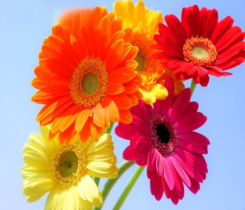 Gerbara Jamesonii Hybrids Mix Daisy 40 Seeds + Plant tag + Freebie - Cut Flower