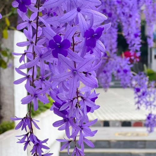 20 pcs Petrea volubilis samen blumen geschenk, winterharte pflanzen für balkon stauden winterhart mehrjährig, samen winterhart blumen pflanzen, topfpflanzen echt kletterpflanzen winterhart,