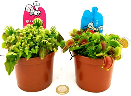 POWERS TO FLOWERS - CEPHALOTUS e DIONAEA MUSCIPULA, 2 PIANTE, VASO 10CM, piante vere