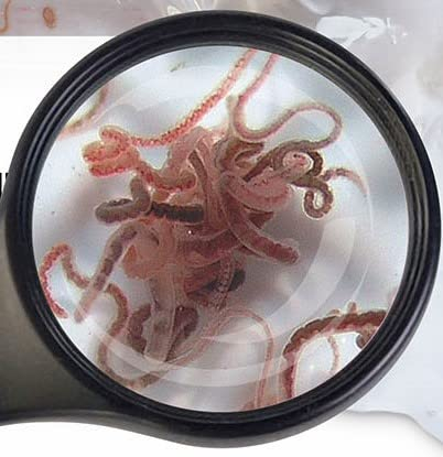 Lebendfutter Fischfutter Verschiedene Sorten zur Auswahl 45ml oder 90 ml Beutel von SAHAWA (Tubifex 45ml)