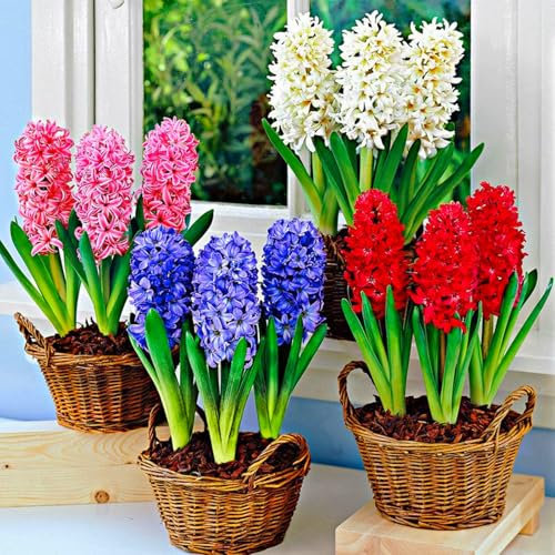 Hyazinthen Zwiebeln, Duftende Blumen, Winterhart Mehrjährig,Raumdekoration, WunderschöNe Blumenzwiebeln, Winterharte Pflanzenblumen,MehrjäHrige, Topfpflanzen-2zwiebeln-B