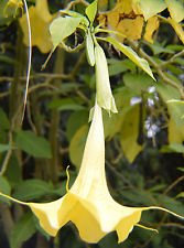 Brugmansia insignis Jean Pasko | 10_Seeds