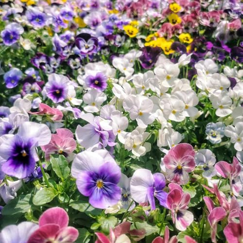 550 pcs wilde stiefmütterchen samen, pflanztopf blumen geschenk bienenwiese,Viola tricolor, nachhaltige produkte blumenwiese wildflower summer seed mittagsblume winterhart kräutergarten
