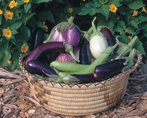 Eggplant Seeds Mix - Gourmet Blend 15 Varieties Prolific and Super Delicious(50 - Seeds)