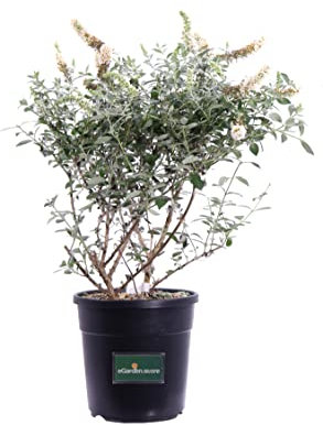 Pianta di Buddleja Davidii Albero delle Farfalle pianta ornamentale da esterno pianta vera da fiore vari colori venduta da eGarden.store (Buddleja Davidii White Swan v.24 cm)