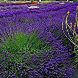 VISA STORE Graines Lavande Hidcote (Lavandula) 50 + Graines (100+)