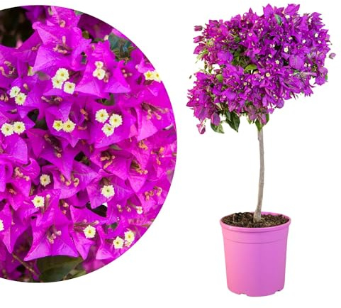 Meine Orangerie - Bougainvillea Stamm 'Grande' - Tolle mediterrane Blühpflanze voller Blüten - Drillingsblume - Stämmchen im 5 Liter Topf - Bougainvillea glabra - Höhe inkl. Topf ca. 90cm