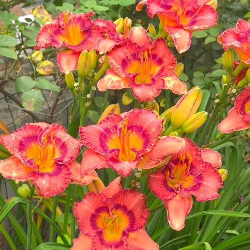 Taglilien, Hemerocallis fulva, wohnzimmer deko steingartenpflanzen winterhart exotische balkongewächshäuser wildblumensamen blumensamen alte sorten 1500Samen
