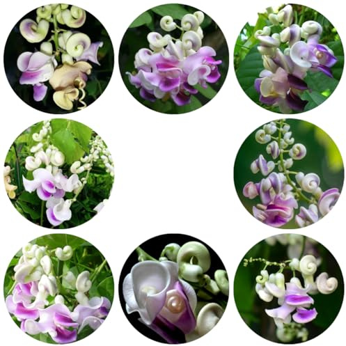 semillas de frijol caracol - Vigna caracalla - raras, balcón camas elevadas para trepadoras de jardín de variedades 55pcs
