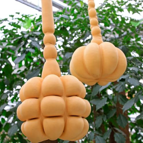 semillas de Lagenaria siceraria - Calabaza de botella cama elevada jardín interior colgantes semillas orgánicas decorativas bonsái interior 50pcs