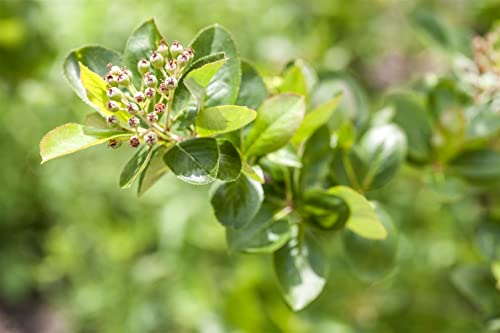 Aronia melanocarpa 'Viking' 125-150 cm – Winterhart, Mehrjährig, Pflegeleicht – Schwarze Apfelbeere – Heckenpflanze für Garten & Sichtschutz