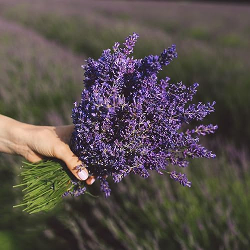 semi di lavanda - giardino balcone interno d'appartamento 550pcs