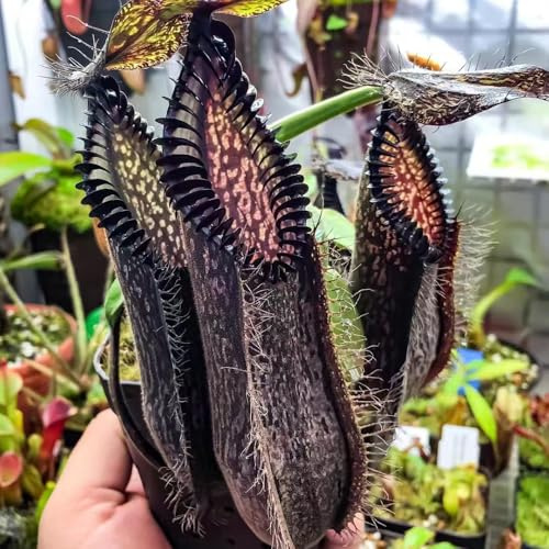 semi di nepenthes - rampicanti resistenti perenni carnivora giardino appartamento 150pcs